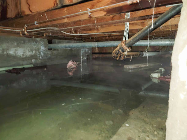 Best Flood damage cleanup  in New Port Richey East, FL