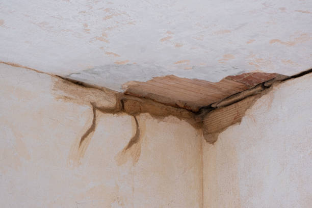 Best Water damage restoration near me  in New Port Richey East, FL