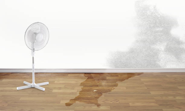 Best Flooded house restoration  in New Port Richey East, FL