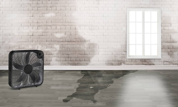  New Port Richey East, FL Water damage restoration Pros